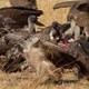 Illustration for article titled Vultures skeletonize a human corpse. For science.
